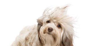 iStock-177131894-cura-pelo-cane-prodotti-naturali