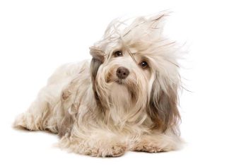 Come pulire e curare il pelo in modo naturale iStock-177131894-cura-pelo-cane-prodotti-naturali