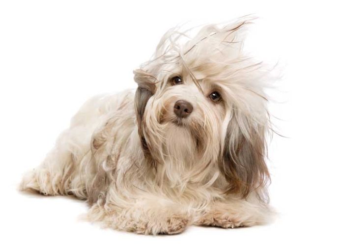 iStock-177131894-cura-pelo-cane-prodotti-naturali iStock-177131894-cura-pelo-cane-prodotti-naturali