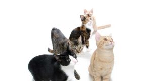 iStock-177240256-gatti-diversi-diverse-esigenze