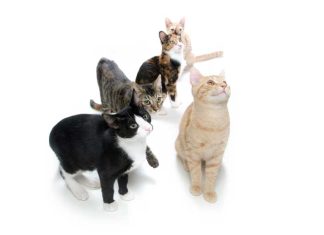 Gatti diversi, esigenze diverse! iStock-177240256-gatti-diversi-diverse-esigenze