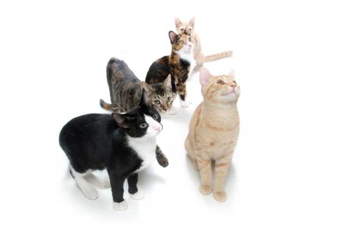 iStock-177240256-gatti-diversi-diverse-esigenze