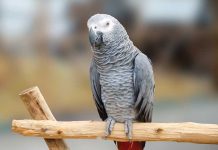Il Pappagallo Cenerino iStock-1790576018-pappagallo-cenerino
