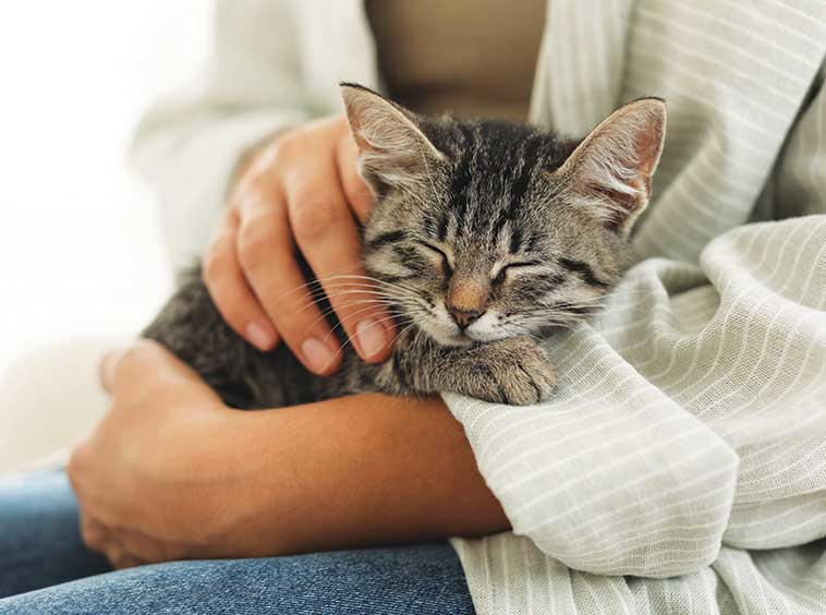 Giusta interazione con il gatto