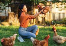 Acari rossi nel pollaio iStock-2216323334-ragazza-pulisce-pollaio