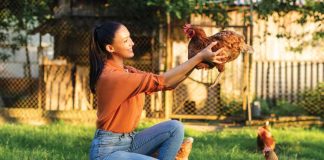 Acari rossi nel pollaio iStock-2216323334-ragazza-pulisce-pollaio