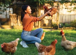 Acari rossi nel pollaio iStock-2216323334-ragazza-pulisce-pollaio