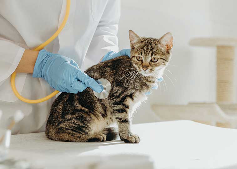 Controlli veterinari