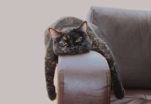 Come aiutare un gatto depresso iStock-507271363-gatto-depresso-disteso-sul-divano