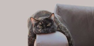 iStock-507271363-gatto-depresso-disteso-sul-divano