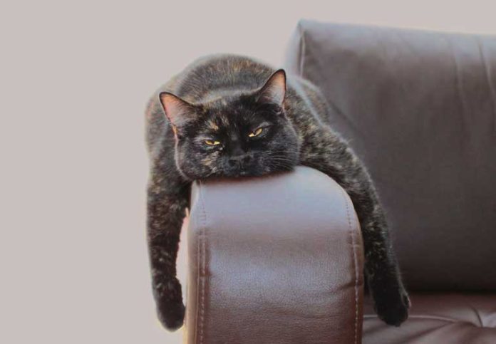 iStock-507271363-gatto-depresso-disteso-sul-divano