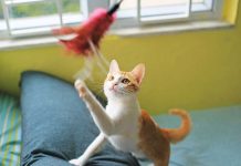 iStock-914511696-gatto-che-gioca