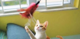 iStock-914511696-gatto-che-gioca