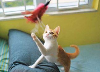 Il gioco come strumento evolutivo iStock-914511696-gatto-che-gioca