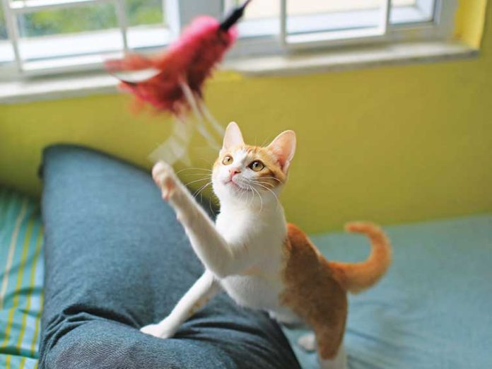 iStock-914511696-gatto-che-gioca iStock-914511696-gatto-che-gioca