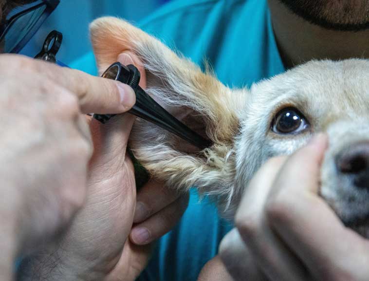 Museruola durante le visite veterinarie