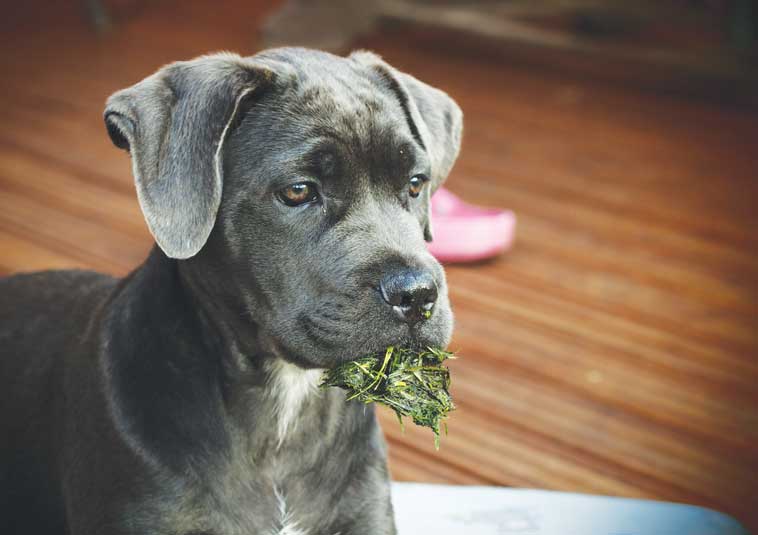 Cane con ciuffo di erba in bocca