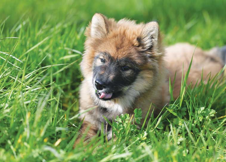 Cucciolo di cane mangia l'erba nel prato