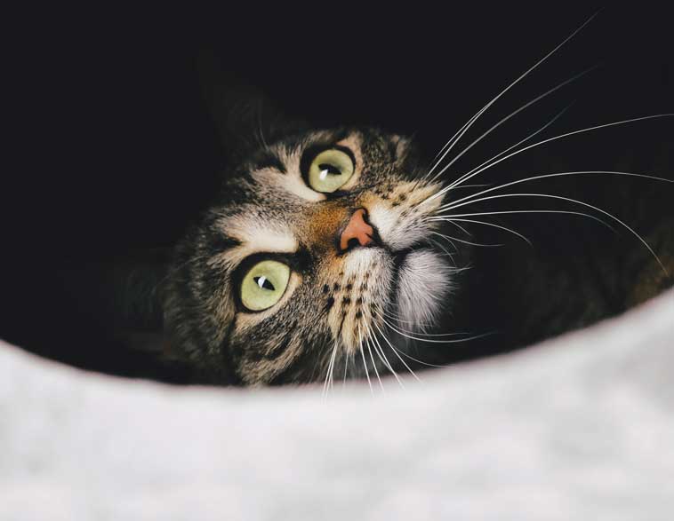 Gatto smarrito nascosto