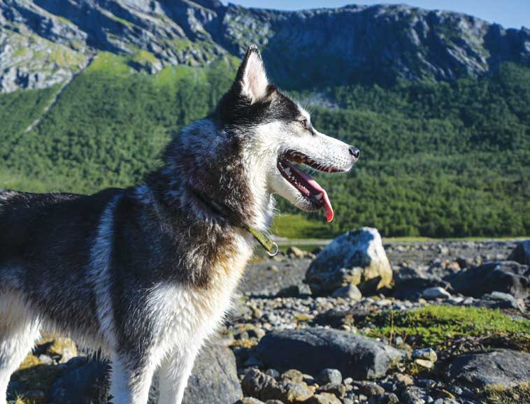 Trekking con il cane