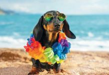 iStock-1301914095-accessori-estate