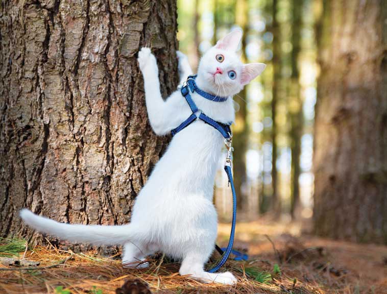 Gatto: passeggia in pineta