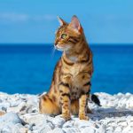 iStock-1345346545-gatto-in-spiaggia-in-vacanza
