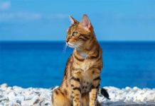iStock-1345346545-gatto-in-spiaggia-in-vacanza