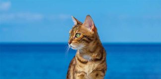 iStock-1345346545-gatto-in-spiaggia-in-vacanza