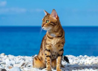 Estate con cane e gatto! iStock-1345346545-gatto-in-spiaggia-in-vacanza