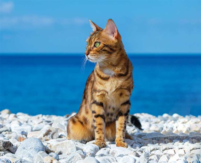iStock-1345346545-gatto-in-spiaggia-in-vacanza iStock-1345346545-gatto-in-spiaggia-in-vacanza