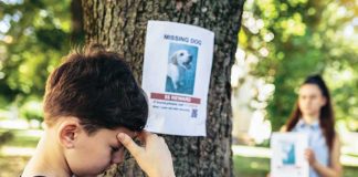 iStock-1405365006-animale-smarrito-disperazione
