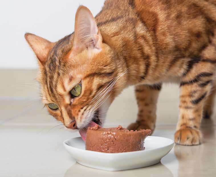 Mix feeding cane gatto: cibo umido e cibo secco