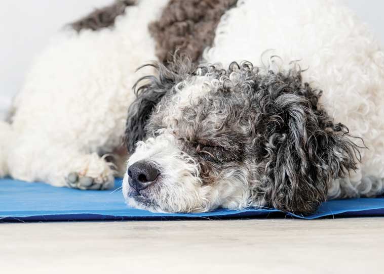 Tappetini rinfrescanti per animali domestici