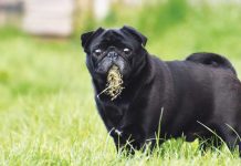 iStock-2164437899-perchè-il-cane-mangia-erba