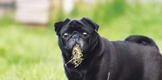 iStock-2164437899-perchè-il-cane-mangia-erba