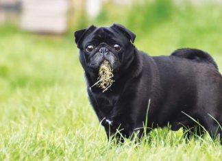 Perchè il mio cane mangia l’erba? iStock-2164437899-perchè-il-cane-mangia-erba