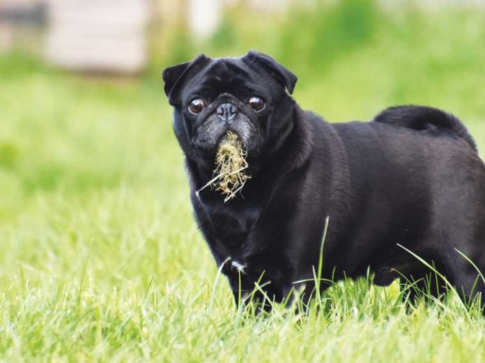 iStock-2164437899-perchè-il-cane-mangia-erba