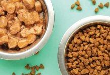 Mix feeding iStock-2212068249-cibo-umido-con-cibo-secco