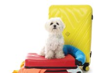 iStock-2257340841-documenti-per-viaggiare-con-i-pet