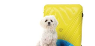 iStock-2257340841-documenti-per-viaggiare-con-i-pet