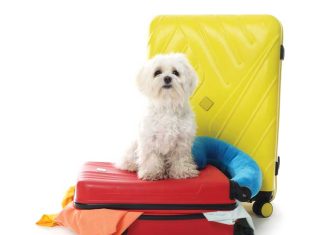 Documenti di viaggio per i pet iStock-2257340841-documenti-per-viaggiare-con-i-pet