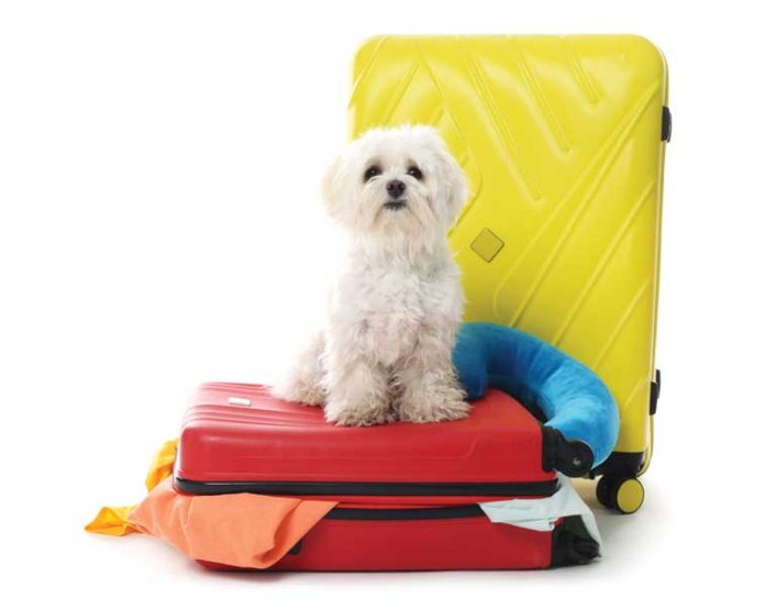iStock-2257340841-documenti-per-viaggiare-con-i-pet