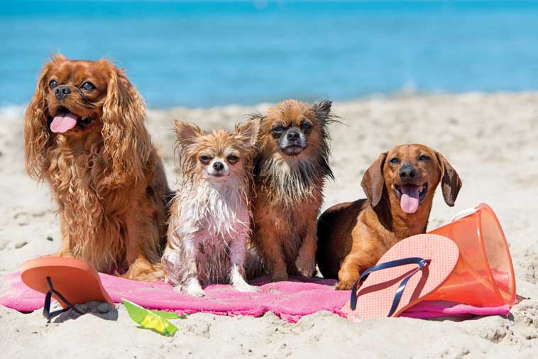 Cagnolini che si divertono in spiaggia