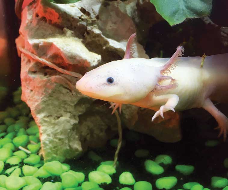 Axolotl