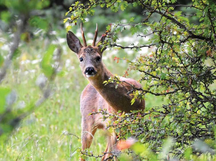 Daino nel bosco che osserva