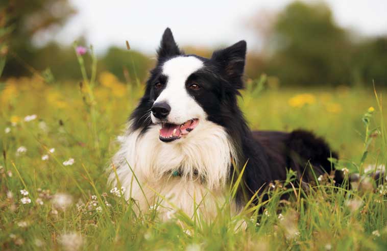 Cane sdraiato in un campo