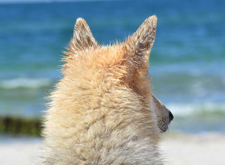 Cane al mare