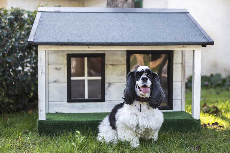 Nuova casa per il nostro cane