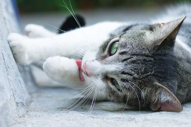 Gatto si lecca la zampina ripetutamente
